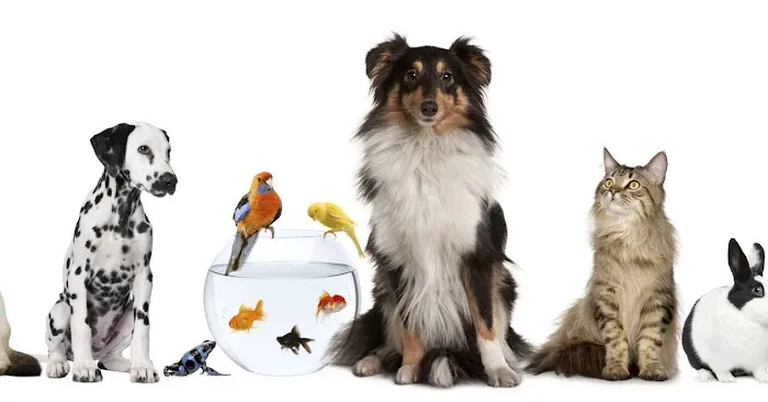 Discount Pets & Supplies Picture 10