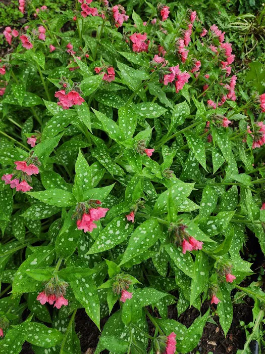 MacDonald Veterinary Hospital, Inc. Picture 7