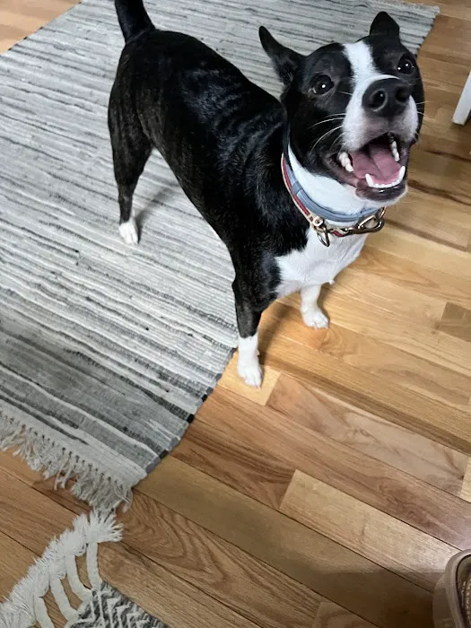 MacDonald Veterinary Hospital, Inc. Picture 8