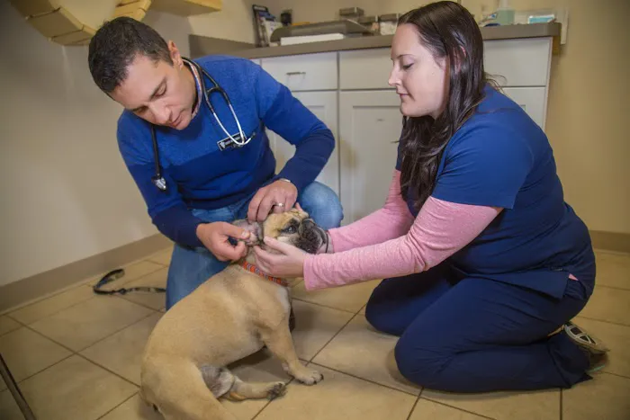 Corey Shagensky, DVM Picture 1