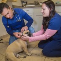 Corey Shagensky, DVM ico