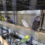 EL PATRON Pet Supply