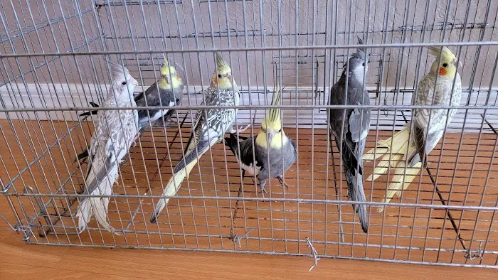EL PATRON Pet Supply Picture 9