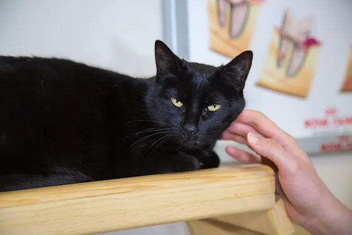 Progressive Animal Wellness Picture 1