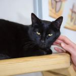 Progressive Animal Wellness