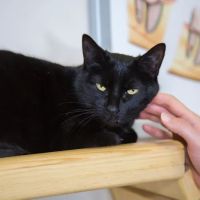 Progressive Animal Wellness ico