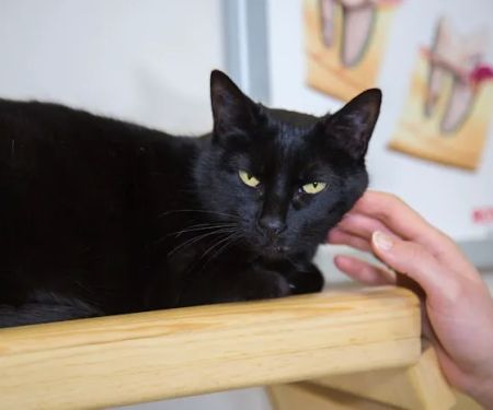 Progressive Animal Wellness