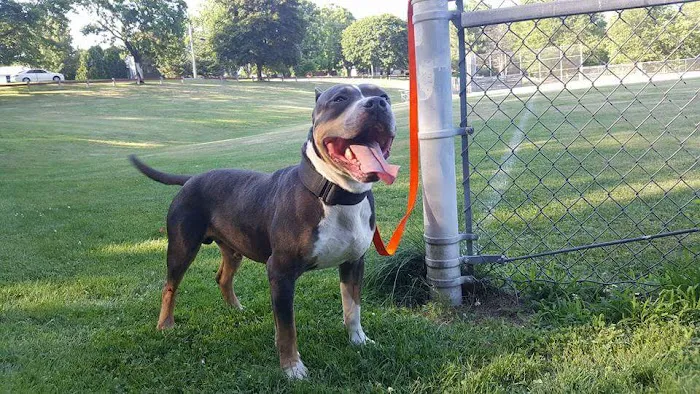 Prospect Veterinary Hospital Picture 5