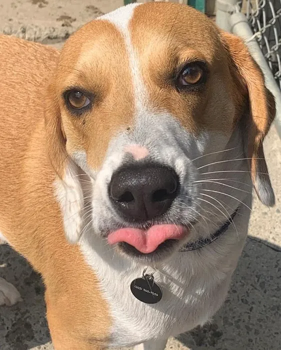 Prospect Veterinary Hospital Picture 1