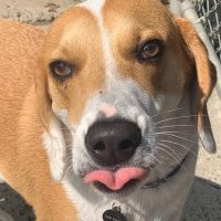 Prospect Veterinary Hospital ico