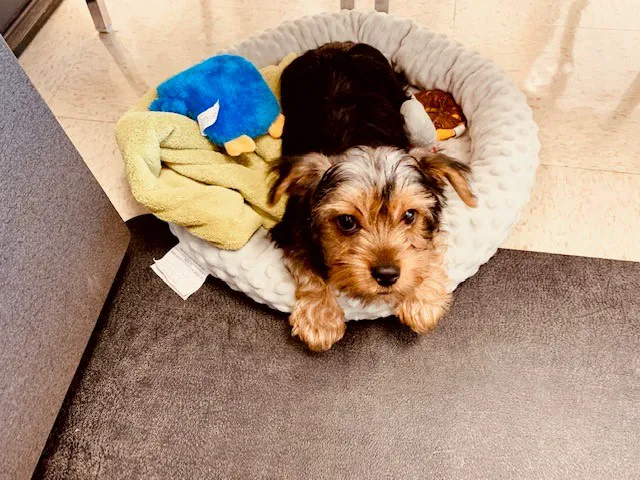 Prospect Veterinary Hospital Picture 8