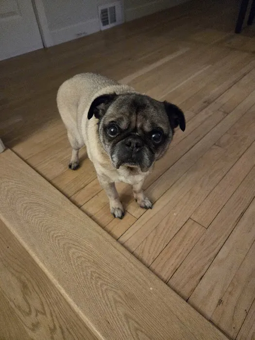 At Home Veterinary Care LLC Picture 4