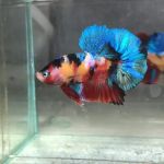 Exotic Aquarium
