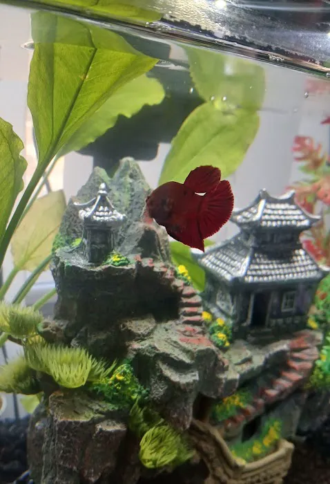 Exotic Aquarium Picture 3