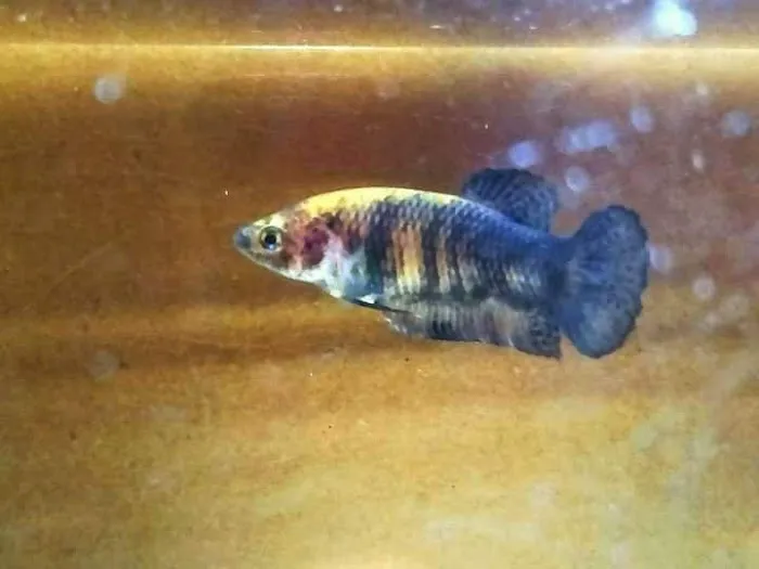 Exotic Aquarium Picture 7