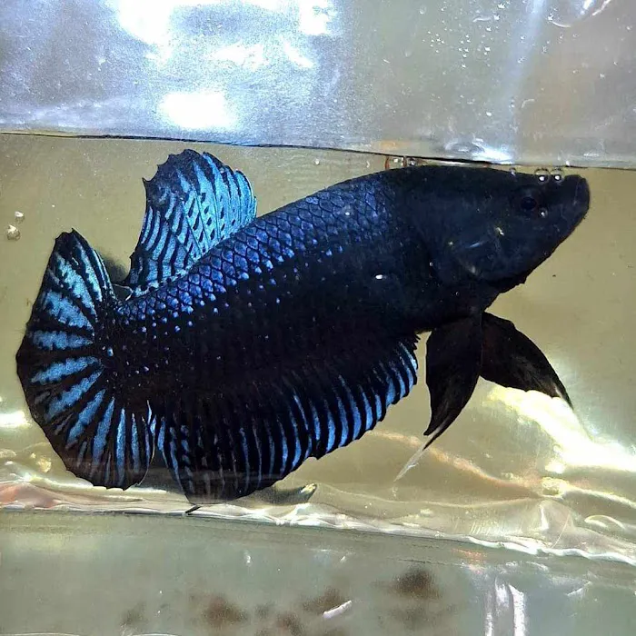 Exotic Aquarium Picture 5