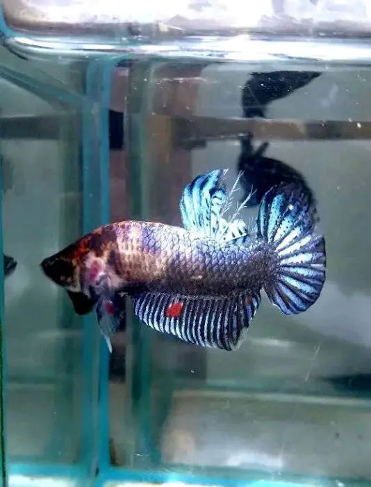 Exotic Aquarium Picture 6