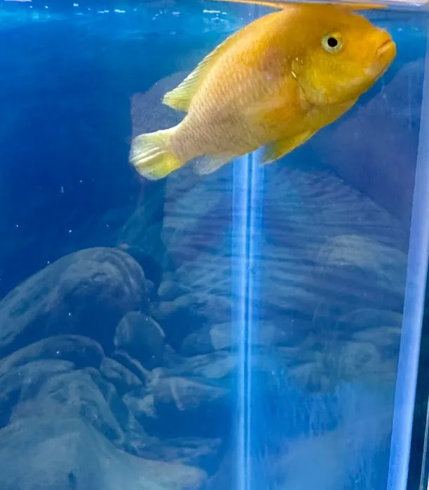 Exotic Aquarium Picture 4