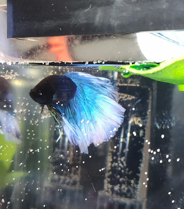 Exotic Aquarium Picture 8