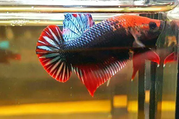 Exotic Aquarium Picture 9