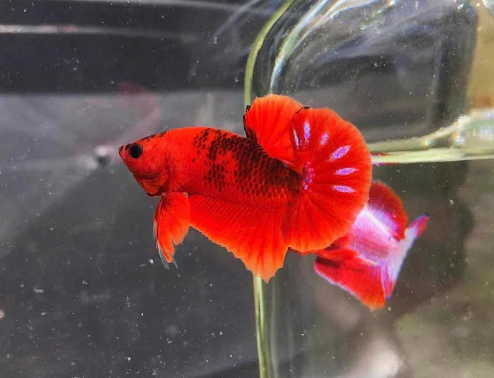 Exotic Aquarium Picture 10