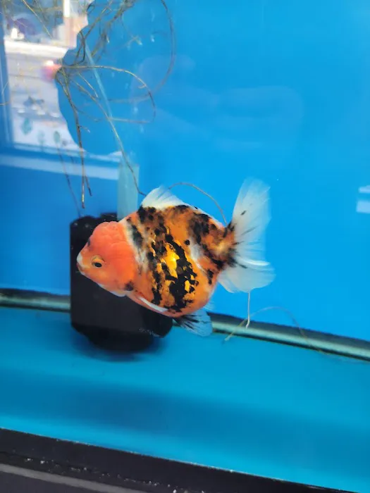 Imported Fish Picture 2