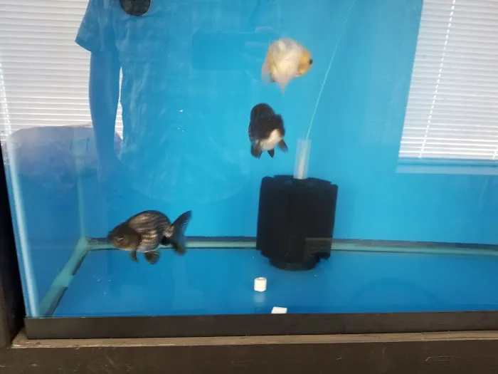 Imported Fish Picture 5