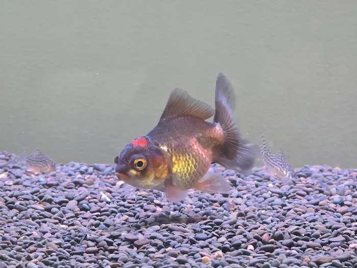 Imported Fish Picture 9