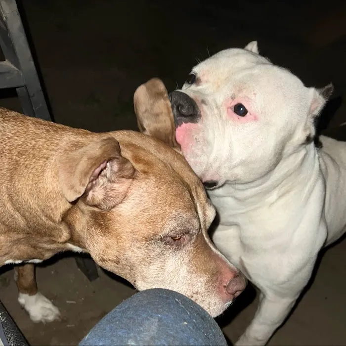 Mattatuck Animal Hospital Picture 1