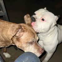 Mattatuck Animal Hospital ico