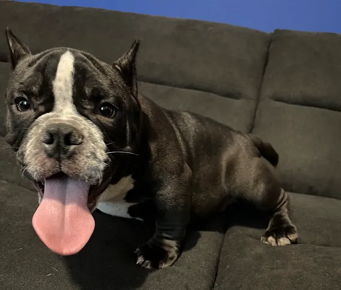 Mattatuck Animal Hospital Picture 5