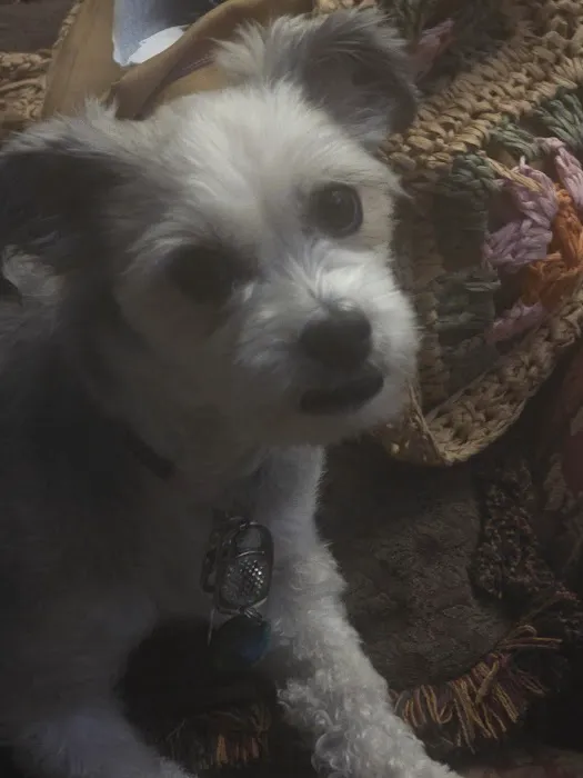 Mattatuck Animal Hospital Picture 7