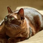 Embrace Animal Hospital