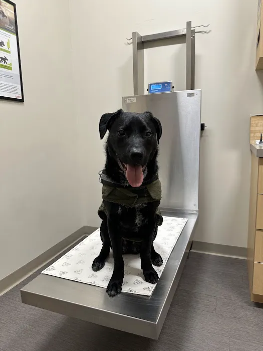 Evergreen Veterinary Clinic Picture 2