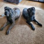 Evergreen Veterinary Clinic