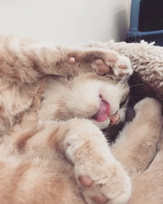 Pet Supplies Plus Vadnais Heights Picture 3