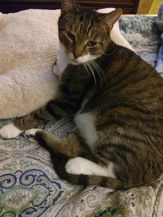 Cat's Corner Veterinary Hospital Picture 1