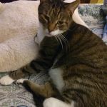 Cat's Corner Veterinary Hospital