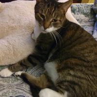 Cat's Corner Veterinary Hospital ico