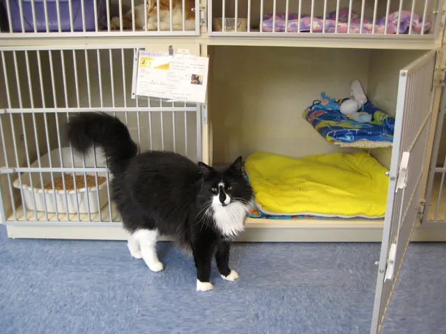 Cat's Corner Veterinary Hospital Picture 4