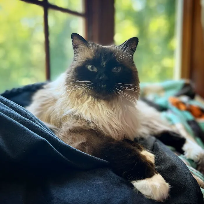 Cat's Corner Veterinary Hospital Picture 8