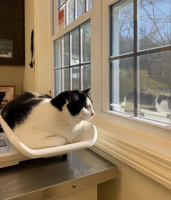 Cat's Corner Veterinary Hospital Picture 6