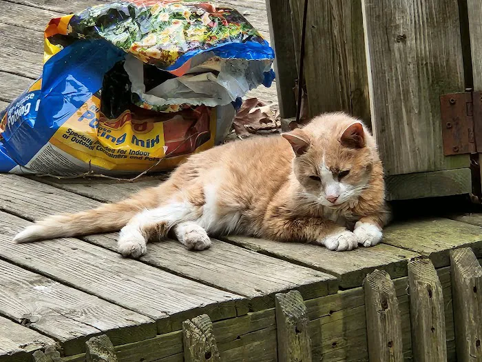 Cat's Corner Veterinary Hospital Picture 10