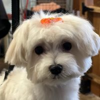Oxford Veterinary Hospital ico