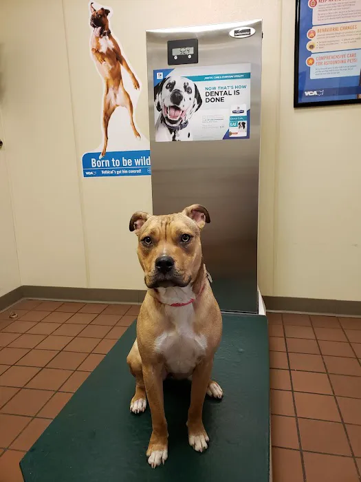 VCA Bristol Animal Hospital Picture 1