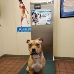 VCA Bristol Animal Hospital