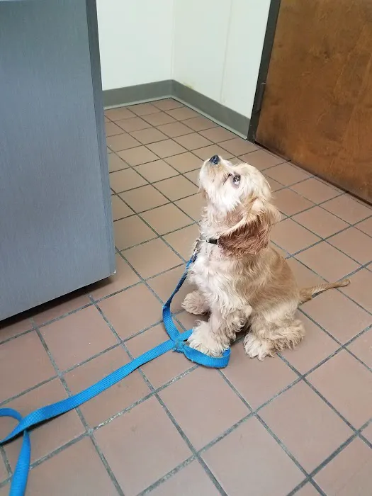 VCA Bristol Animal Hospital Picture 2