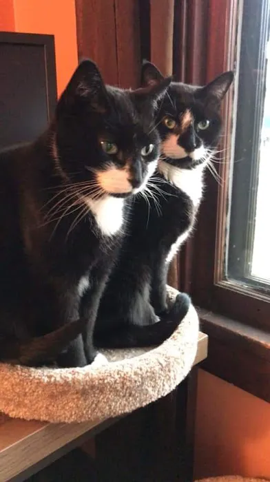 Purrniture Cat Furniture Picture 6