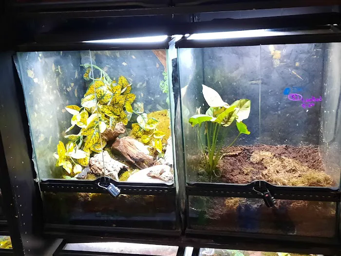 Twin Cities Reptiles Picture 6