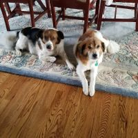 Countryside Veterinary Hospital ico